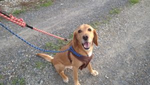 印西市近郊のペットホテルセカンドファミリー／夜のお時間　2021年6月21日