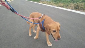 酒々井近郊のペットホテルセカンドファミリー／朝のお時間　2021年6月22日