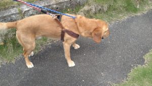 酒々井近郊のペットホテルセカンドファミリー／夜のお時間　2021年6月22日