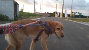 24時間ドッグトレーナー常駐のペットホテルセカンドファミリー／夜のお時間　2021年6月23日