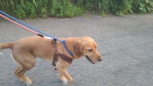 フリースペースのペットホテルセカンドファミリー／夜のお時間　2021年6月24日