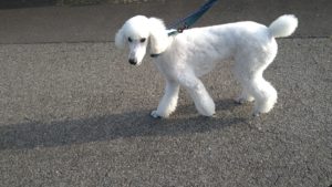 フリースペースのペットホテルセカンドファミリー／朝のお時間　2021年6月24日