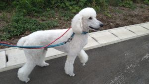 成田空港近郊のペットホテルセカンドファミリー／朝のお時間　2021年6月25日