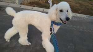 成田空港近郊のペットホテルセカンドファミリー／夜のお時間　2021年6月25日