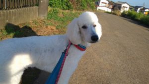 富里市のペットホテルセカンドファミリー／朝のお時間　2021年6月26日