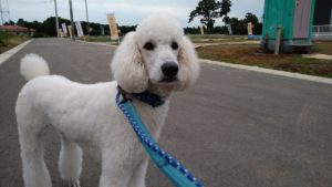 富里市のペットホテルセカンドファミリー／夜のお時間　2021年6月26日