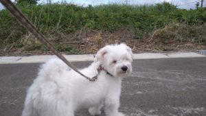 成田市近郊のペットホテルセカンドファミリー／朝のお時間　2021年6月27日