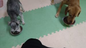 成田市近郊のペットホテルセカンドファミリー／夜のお時間　2021年6月27日