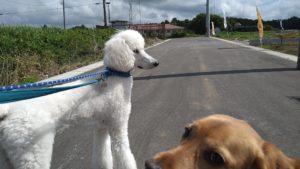 印西市近郊のペットホテルセカンドファミリー／朝のお時間　2021年6月28日