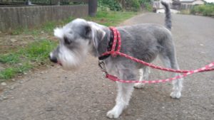 印西市近郊のペットホテルセカンドファミリー／夜のお時間　2021年6月28日