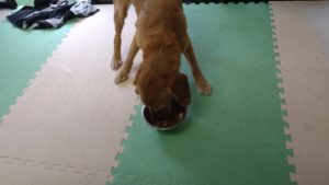 酒々井近郊のペットホテルセカンドファミリー／朝のお時間　2021年6月29日