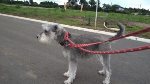 酒々井近郊のペットホテルセカンドファミリー／夜のお時間　2021年6月29日