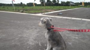 24時間ドッグトレーナー常駐のペットホテルセカンドファミリー／朝のお時間　2021年6月30日