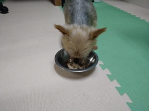 成田市近郊のペットホテルセカンドファミリー／夜のお時間　2021年7月4日