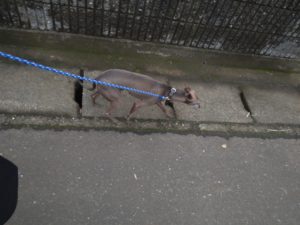 酒々井近郊のペットホテルセカンドファミリー／朝のお時間　2021年7月13日