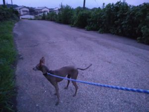 酒々井近郊のペットホテルセカンドファミリー／夜のお時間　2021年7月13日