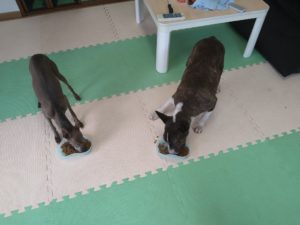 24時間ドッグトレーナー常駐のペットホテルセカンドファミリー／朝のお時間　2021年7月14日