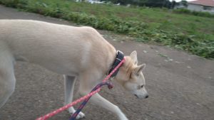 24時間ドッグトレーナー常駐のペットホテルセカンドファミリー／夜のお時間　2021年7月14日