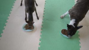 フリースペースのペットホテルセカンドファミリー／朝のお時間　2021年7月15日