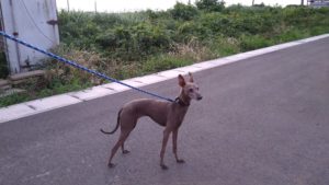 フリースペースのペットホテルセカンドファミリー／夜のお時間　2021年7月15日