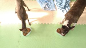 成田空港近郊のペットホテルセカンドファミリー／朝のお時間　2021年7月16日