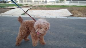 成田空港近郊のペットホテルセカンドファミリー／夜のお時間　2021年7月16日