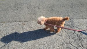 富里市のペットホテルセカンドファミリー／朝のお時間　2021年7月17日