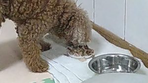 富里市のペットホテルセカンドファミリー／夜のお時間　2021年7月17日