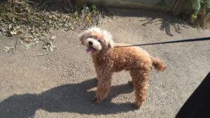 成田市近郊のペットホテルセカンドファミリー／朝のお時間　2021年7月18日