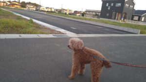 成田市近郊のペットホテルセカンドファミリー／夜のお時間　2021年7月18日