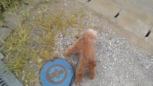 印西市近郊のペットホテルセカンドファミリー／朝のお時間　2021年7月19日