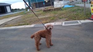 印西市近郊のペットホテルセカンドファミリー／夜のお時間　2021年7月19日