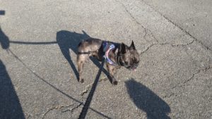 酒々井近郊のペットホテルセカンドファミリー／朝のお時間　2021年7月20日