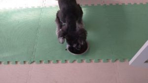 フリースペースのペットホテルセカンドファミリー／朝のお時間　2021年7月22日