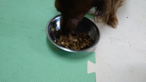 フリースペースのペットホテルセカンドファミリー／午後のお時間　2021年7月22日