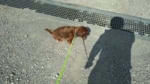 成田空港近郊のペットホテルセカンドファミリー／朝のお時間　2021年7月23日