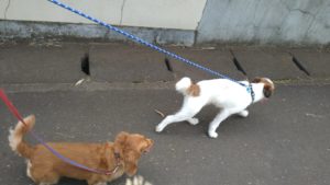 富里市のペットホテルセカンドファミリー／夜のお時間　2021年7月24日