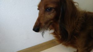 昼のお時間　2021/7/23