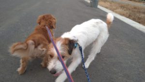 成田空港近郊のペットホテルセカンドファミリー／夜のお時間　2021年7月23日