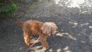 富里市のペットホテルセカンドファミリー／朝のお時間　2021年7月24日