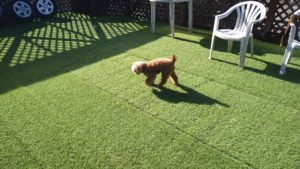 富里市のペットホテルセカンドファミリー／午後のお時間　2021年7月24日