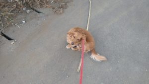 成田市近郊のペットホテルセカンドファミリー／朝のお時間　2021年7月25日