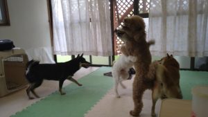 成田市近郊のペットホテルセカンドファミリー／夜のお時間　2021年7月25日