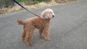 印西市近郊のペットホテルセカンドファミリー／朝のお時間　2021年7月26日