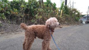 印西市近郊のペットホテルセカンドファミリー／夜のお時間　2021年7月26日