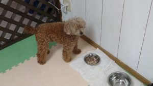 酒々井近郊のペットホテルセカンドファミリー／朝のお時間　2021年7月27日