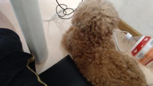 酒々井近郊のペットホテルセカンドファミリー／午後のお時間　2021年7月27日