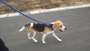 酒々井近郊のペットホテルセカンドファミリー／夜のお時間　2021年7月27日