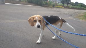 フリースペースのペットホテルセカンドファミリー／朝のお時間　2021年7月29日