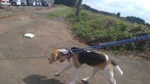 24時間ドッグトレーナー常駐のペットホテルセカンドファミリー／朝のお時間　2021年7月28日